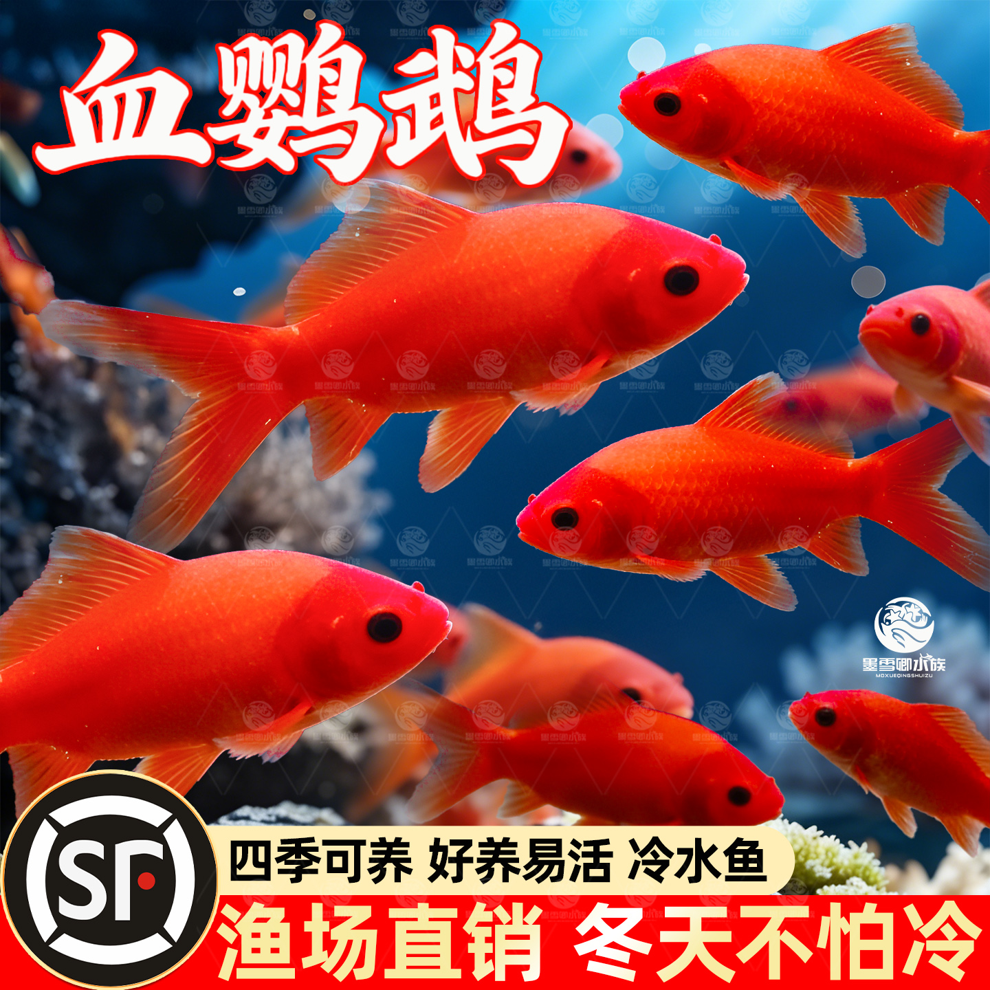 冷水鹦鹉鱼淡水鱼缸观赏活鱼长尾冷水鱼苗观赏自来水好养耐活红鱼