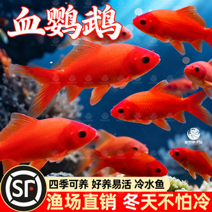 冷水鹦鹉鱼淡水鱼缸观赏活鱼长尾冷水鱼苗观赏自来水好养耐活红鱼