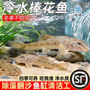 棒花鱼原生观赏鱼冷水清道夫鱼缸清洁吃鱼屎粪底层翻砂工具老鼠鱼
