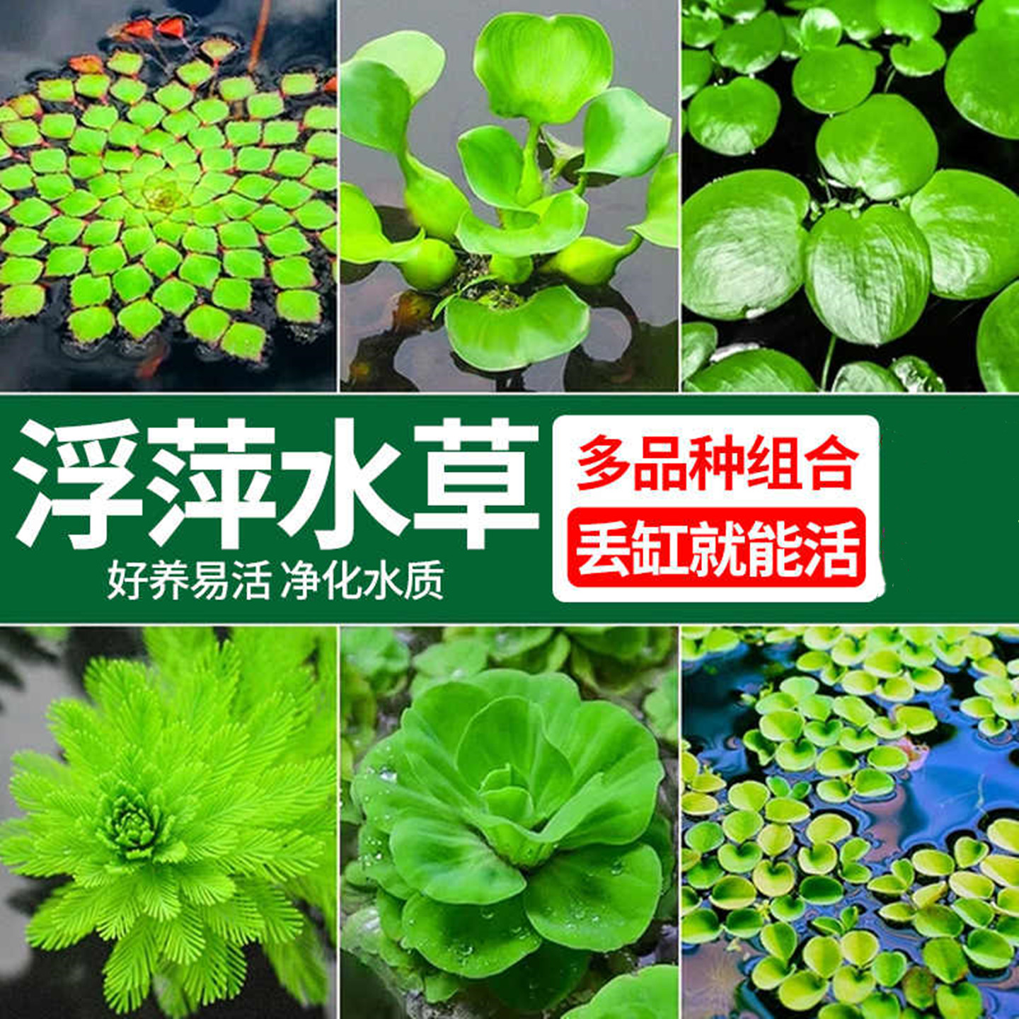 浮萍水草植物鱼缸造景水培植物和鱼共养冒泡一叶莲水芙蓉水葫芦