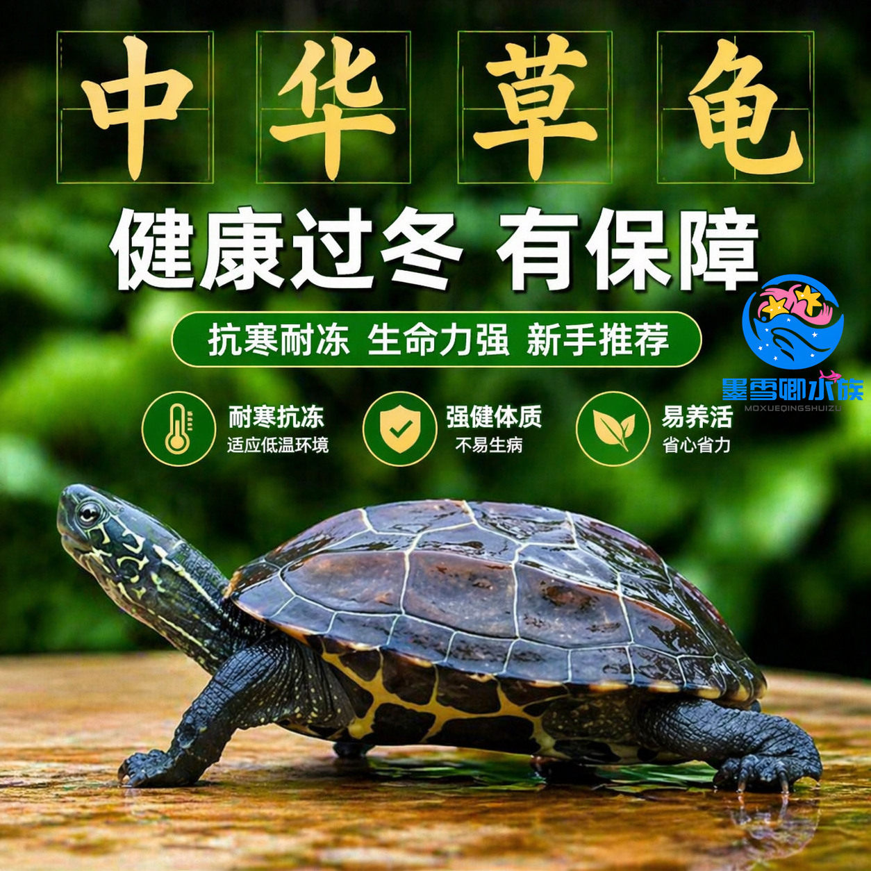 外塘金线小乌龟活物中华草龟宠物活体观赏龟家养水龟长寿墨龟苗子