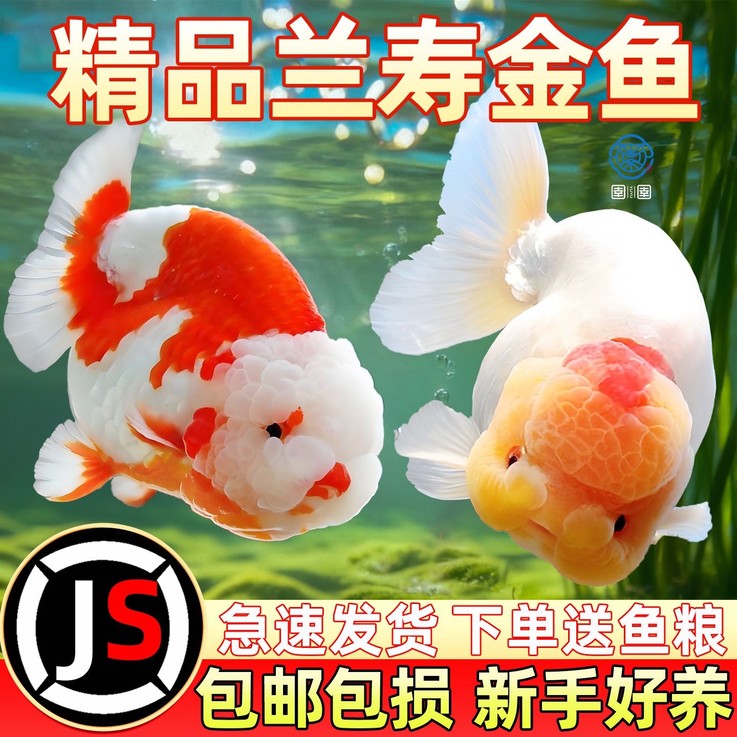 兰寿金鱼活鱼小型国粹精品冷水鱼好养耐活潘氏奶牛玉兔水墨观赏鱼