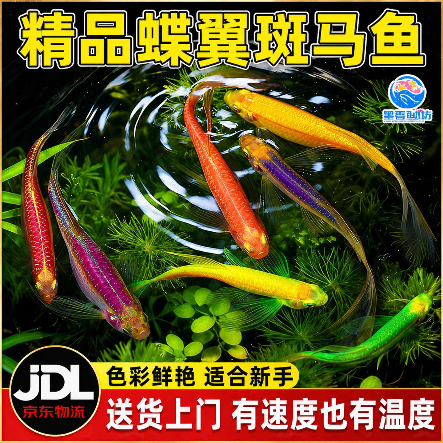 蝶翼斑马鱼热带小型观赏鱼淡水冷水鱼孔雀鱼灯科鱼耐寒好养活体鱼
