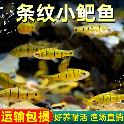 小鲃鱼中国斗鱼伴侣条纹小鲃原生鱼冷水淡水小鱼苗耐寒群游观赏鱼