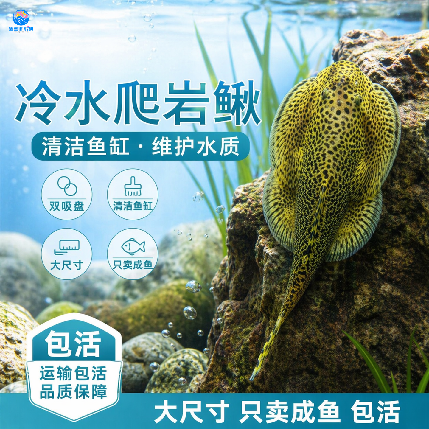 专吃鱼屎粪便的河蚌黄金螺观赏黑金刚食藻苹果青苔清洁缸除藻冷淡
