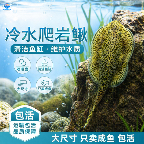 专吃鱼屎粪便的河蚌黄金螺观赏黑金刚食藻苹果青苔清洁缸除藻冷淡