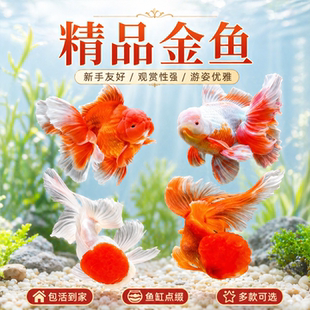 红狮子头金鱼鸿运当头红鱼苗冷水鱼龙镜淡水鱼闯缸鱼宠物鱼观赏鱼