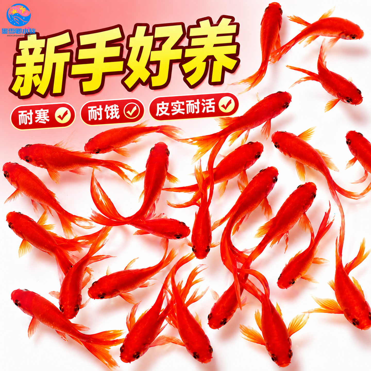 不用打氧的大红草金鱼闯缸新手好养耐活冷水自来水活鱼锦鲤观赏鱼