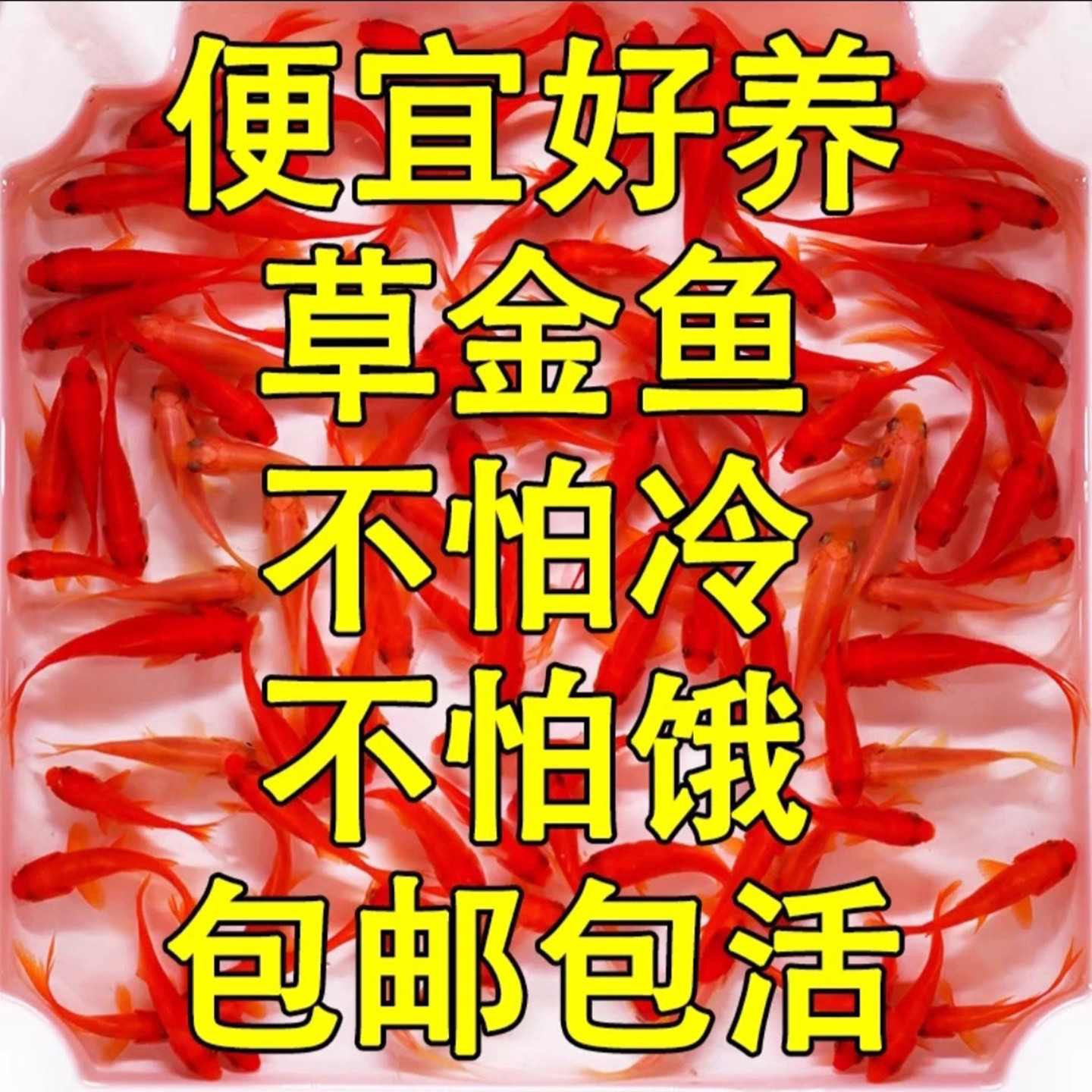 精品草金鱼活体观赏鱼淡水冷水鱼小型鱼苗红鲫鱼新手好养耐活闯缸