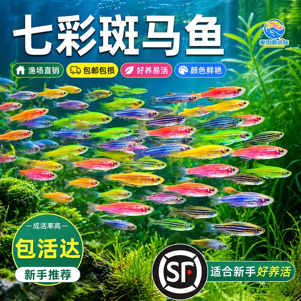 灯科鱼斑马鱼活体淡水练手好养耐活红绿灯宝莲灯小型热带观赏鱼苗图片