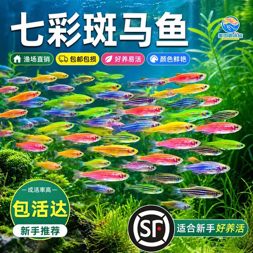 灯科鱼斑马鱼活体淡水练手好养耐活红绿灯宝莲灯小型热带观赏鱼苗