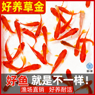 草金鱼红草鱼观赏鱼小金鱼龙鱼饲料鱼冷水鱼网红罐罐鱼活体摆摊鱼