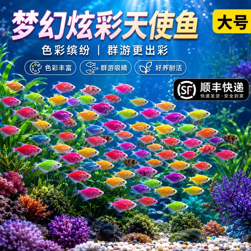 七彩糖果天使鱼热带鱼好养耐活冷水鱼小鱼活鱼苗观赏鱼金鱼群游鱼