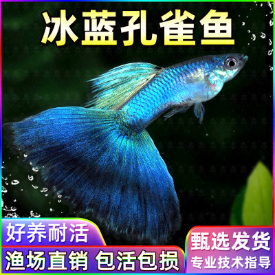 精品冰蓝孔雀鱼好养耐活鱼孕母临产小型热带胎生鱼苗观赏鱼凤尾鱼