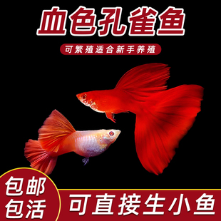 美国全红孔雀鱼热带纯种观赏鱼小型淡水好养耐活精品胎生凤尾小鱼