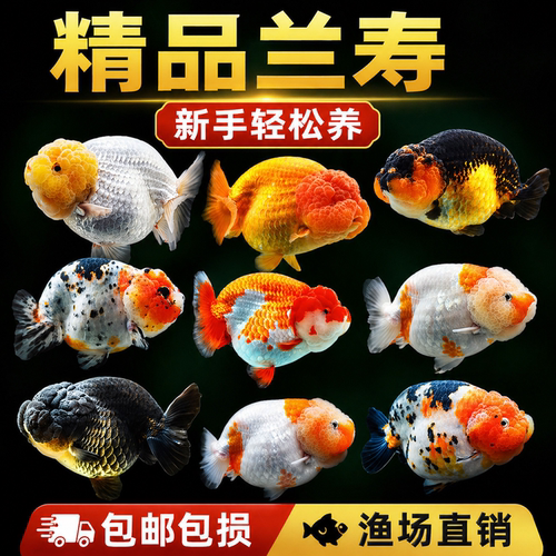 包活兰寿金鱼精品鱼苗观赏鱼五花奶牛红白兰寿新手好养耐活冷水鱼