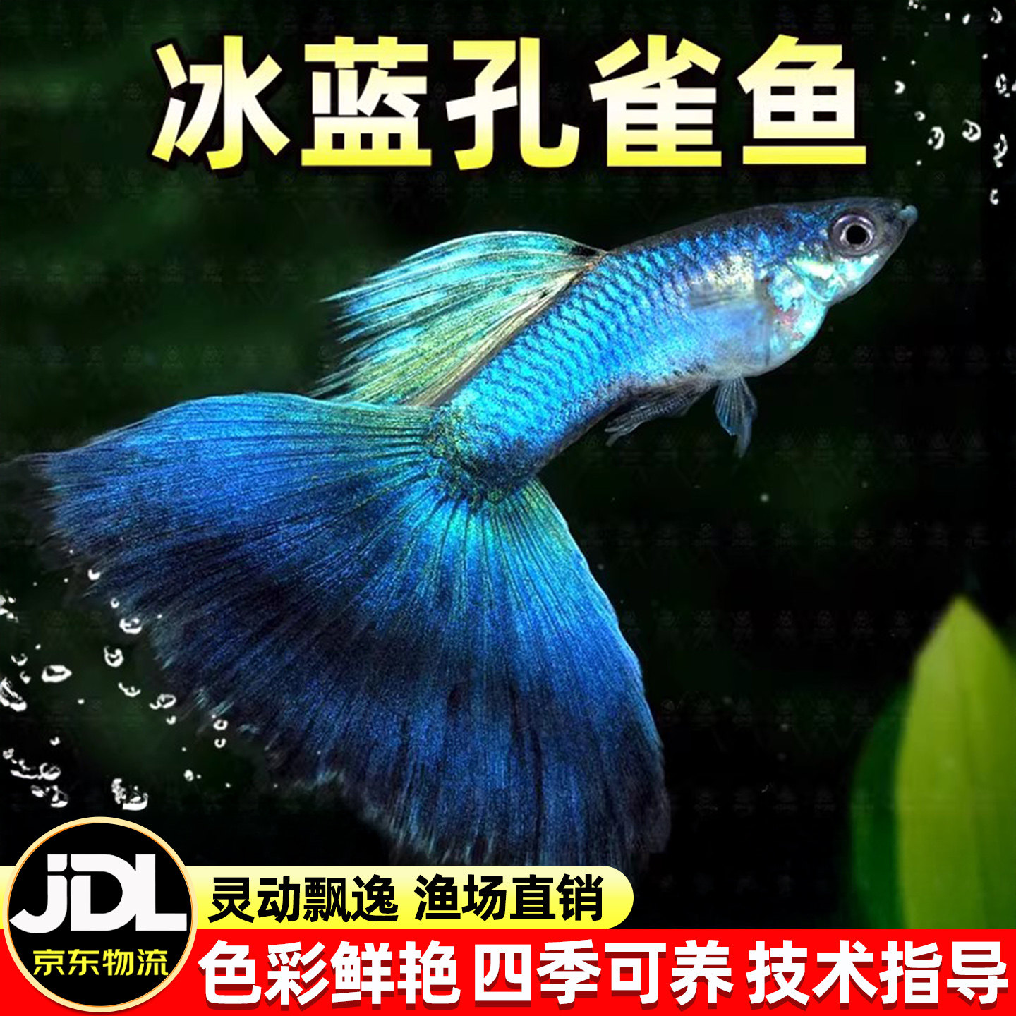 精品冰蓝孔雀鱼好养耐活鱼孕母临产小型热带胎生鱼苗观赏鱼凤尾鱼