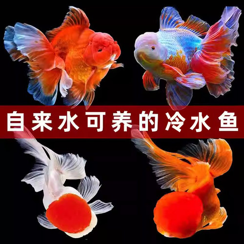 红狮子头金鱼鸿运当头红鱼苗冷水鱼龙镜淡水鱼闯缸鱼宠物鱼观赏鱼