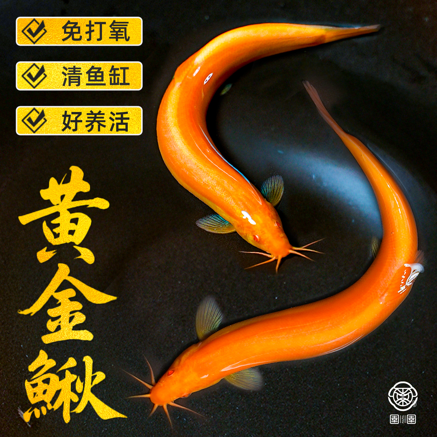 黄金泥鳅冷水清道夫鱼缸清洁工具鱼好养新练手耐活鱼观赏小金鱼苗