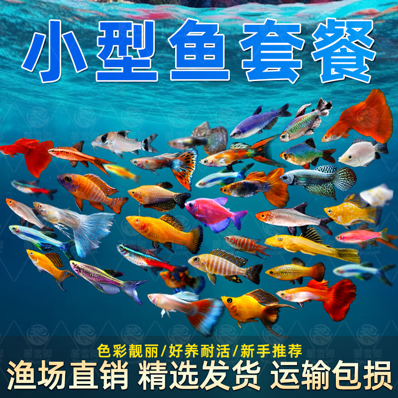 斑马鱼活鱼好养耐活淡水孔雀鱼灯科鱼活体天使小型热带鱼苗观赏鱼