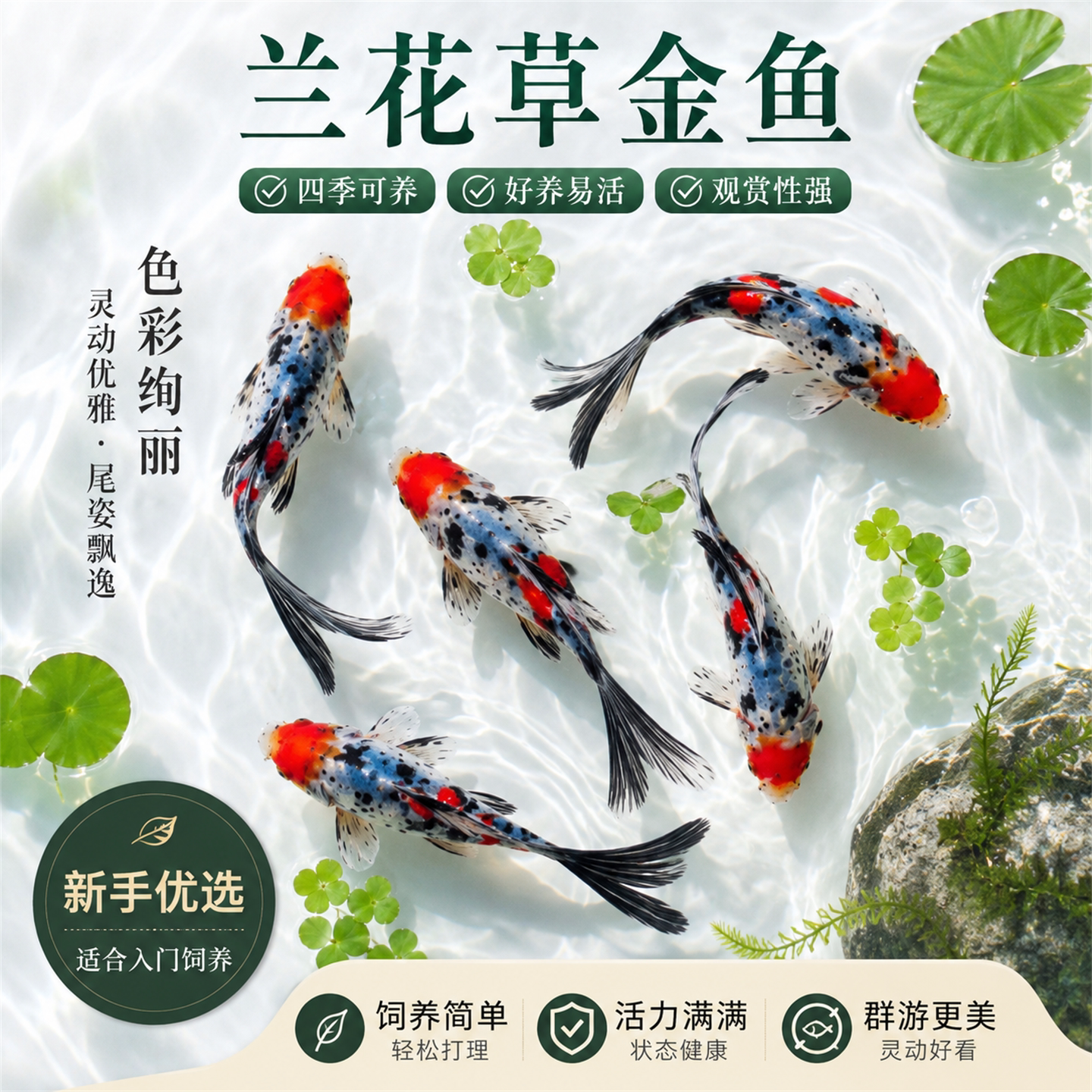 兰花草金鱼热带观赏鱼冷水好养耐活自来水淡水长尾巴活鱼鱼苗小型图片