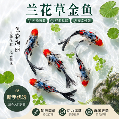 兰花草金鱼热带观赏鱼冷水好养耐活自来水淡水长尾巴活鱼鱼苗小型
