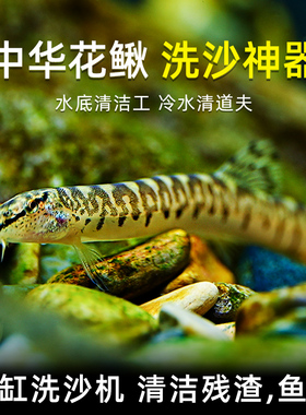观赏鱼原生鱼中华花鳅除藻清洁工具鱼淡水泥鳅沙鳅翻砂冷水清道夫