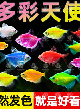 天使鱼观赏鱼大号淡水热带鱼小型鱼金鱼活鱼好养耐活七彩鱼神仙鱼