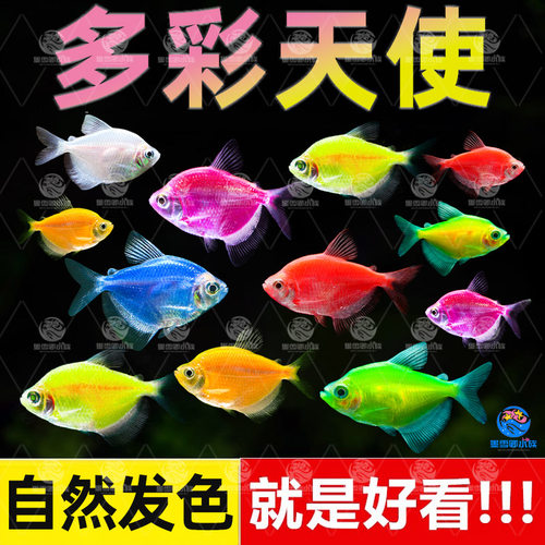 天使鱼观赏鱼大号淡水热带鱼小型鱼金鱼活鱼好养耐活七彩鱼神仙鱼