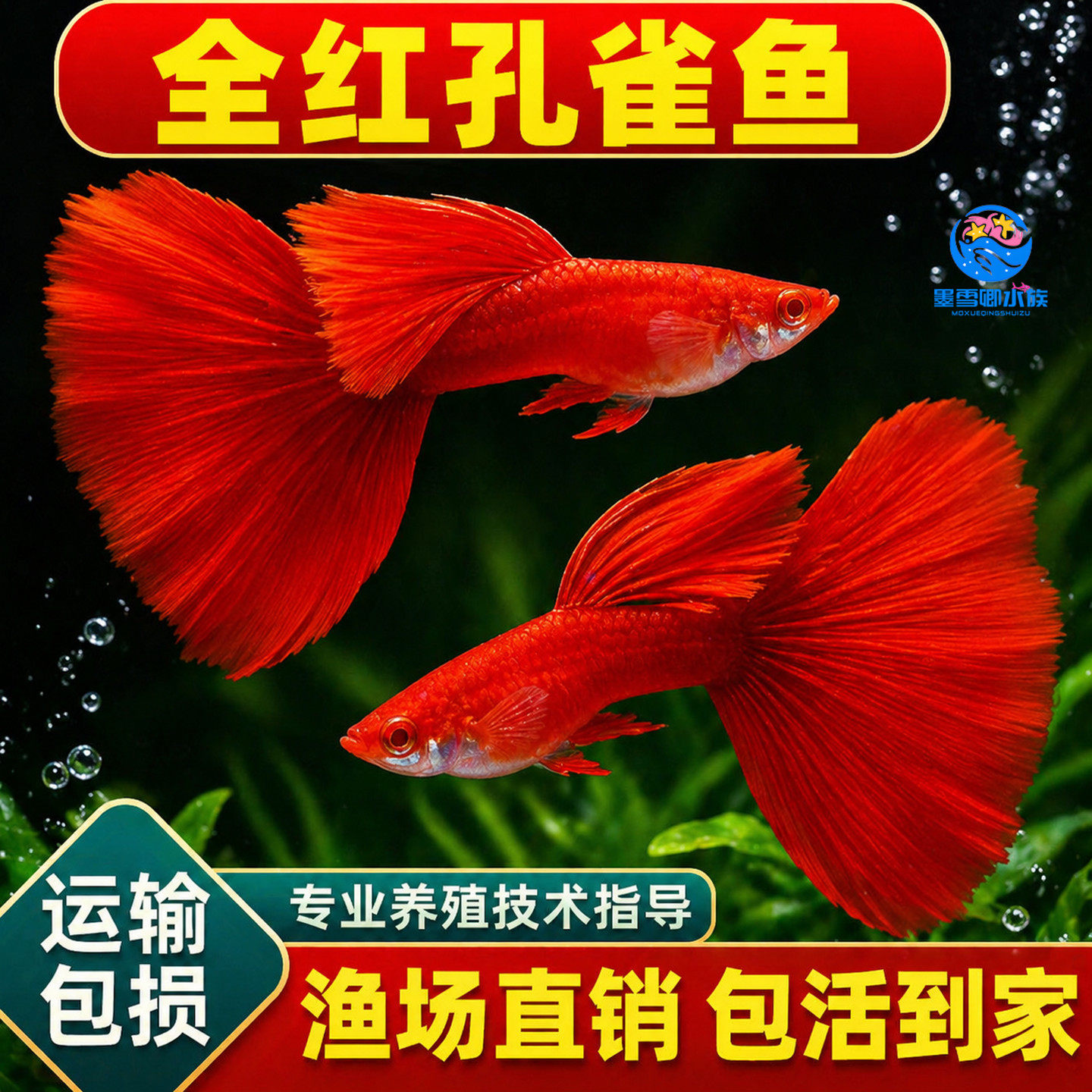 美国全红孔雀鱼纯种大尾巴小型热带鱼凤尾精品孕母临产鱼苗观赏鱼