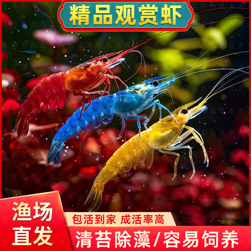观赏虾黑壳虾除藻虾淡水鲜活清洁工具彩色小虾极火虾樱花虾水晶虾
