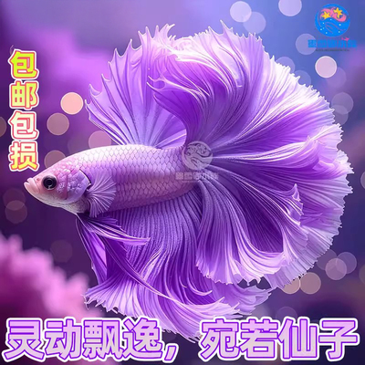 泰国斗鱼仙女款半月婚纱鱼懒人鱼热带小型淡水好养耐活鱼苗观赏鱼