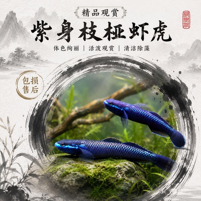 枝桠虾虎鱼活体淡水热带原生观赏鱼溪流缸底栖发色公鱼吃藻清洁鱼