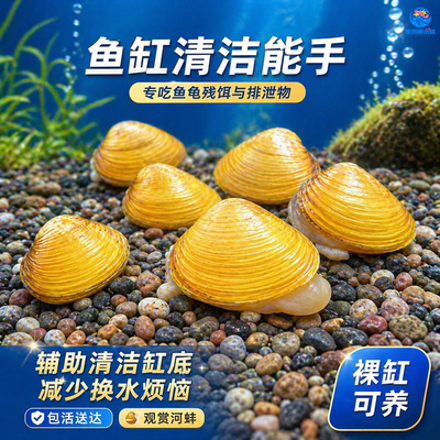 溪蚬黄金小河蚌活体淡水冷原生宠