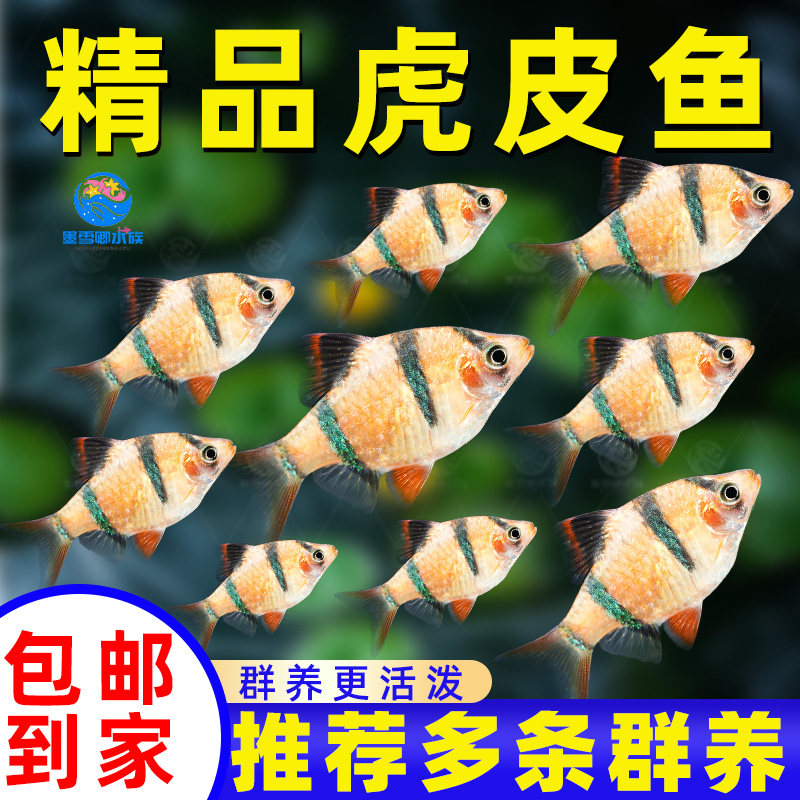 虎皮鱼热带鱼闯缸鱼四间虎皮鱼观赏鱼小型活体鱼宠物鱼耐货新手养