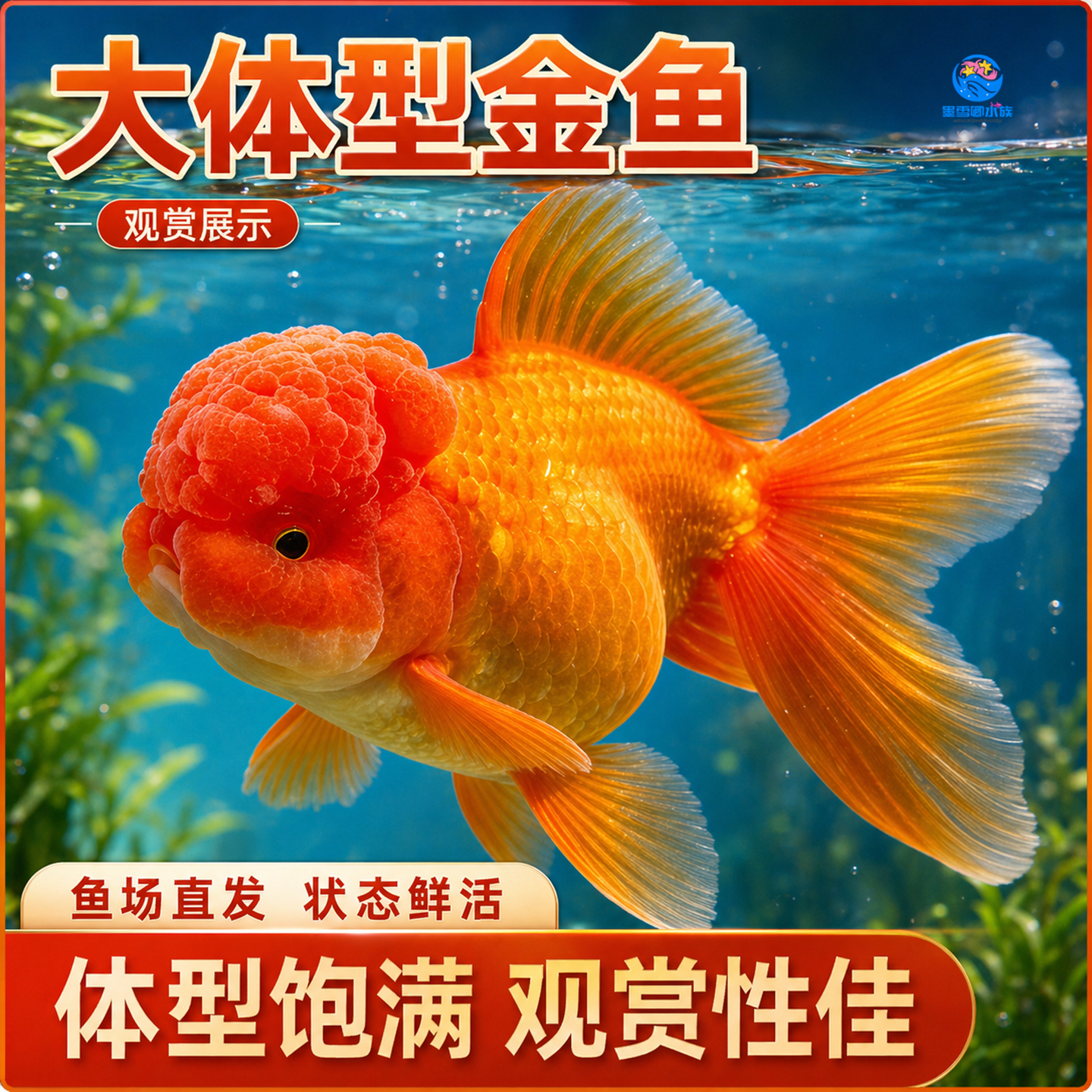金鱼活鱼观赏鱼鸿运当头活体红狮子头国狮自来水可养淡水冷水鱼苗