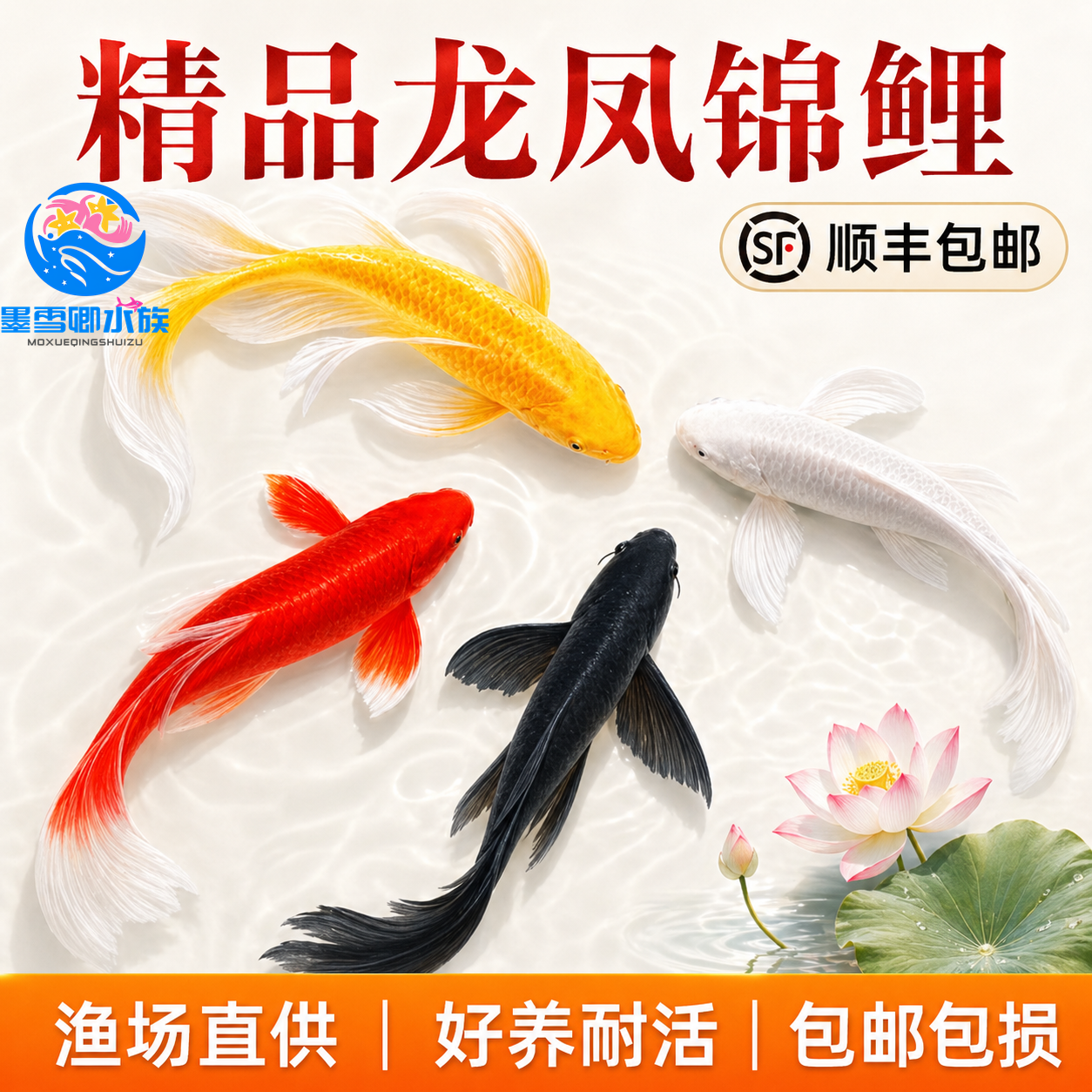 顺丰龙凤锦鲤活鱼黄金红白冷水观赏鱼精品黄金淡水好养耐活草金鱼