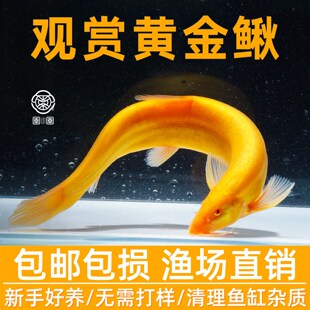 黄金泥鳅观赏鱼清道夫大号黄金鳅清洁工具鱼冷水淡水好养耐活鱼苗