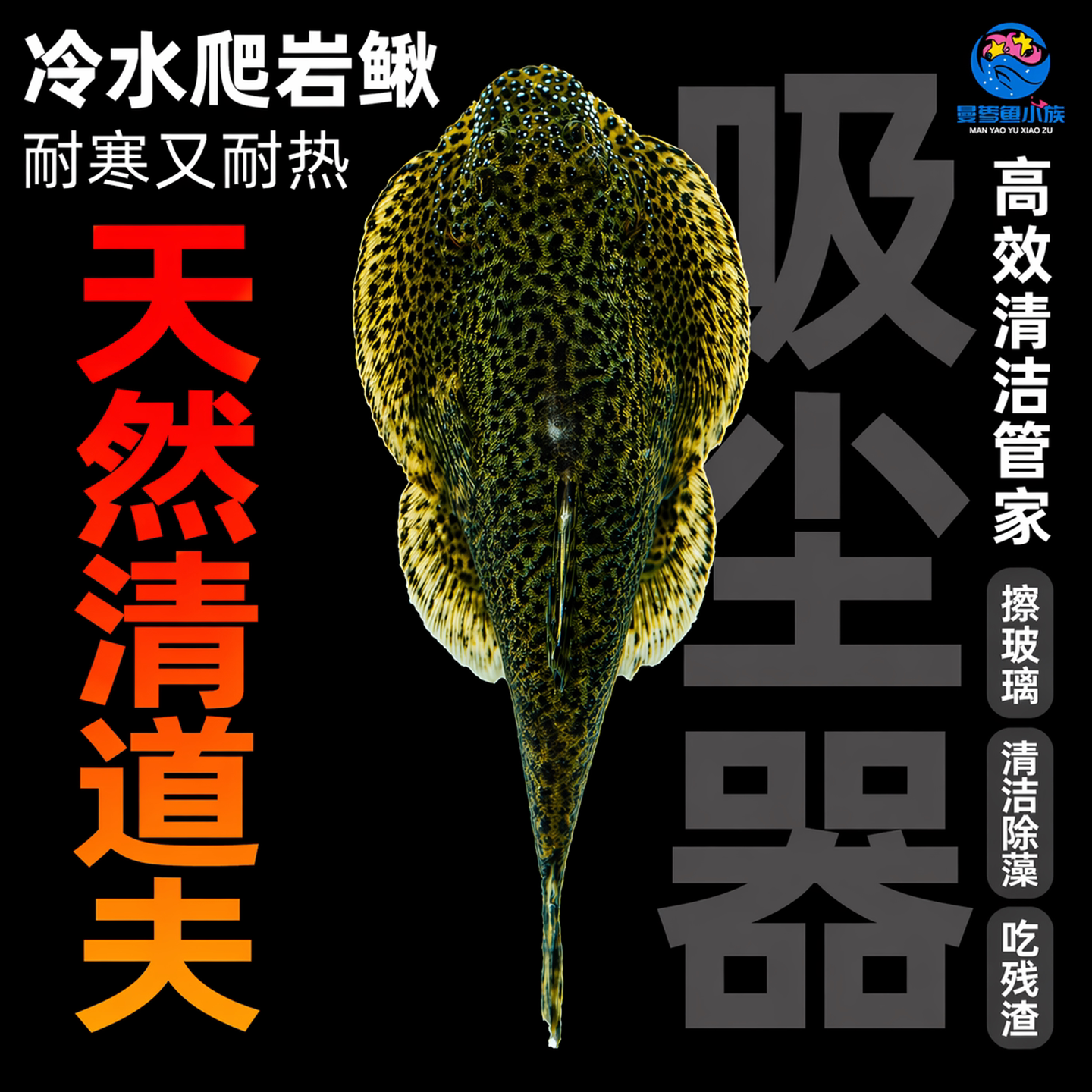 冷水清道夫贵州爬岩鳅双吸盘除藻清理鱼缸残渣清洁鱼不加温琵琶鱼