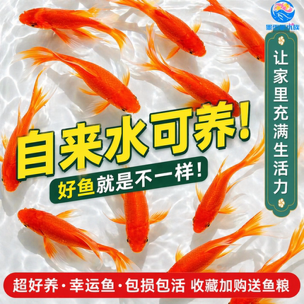 草金鱼活鱼淡水冷水鱼苗观赏鱼小型好养耐活自来水可养练手活体鱼