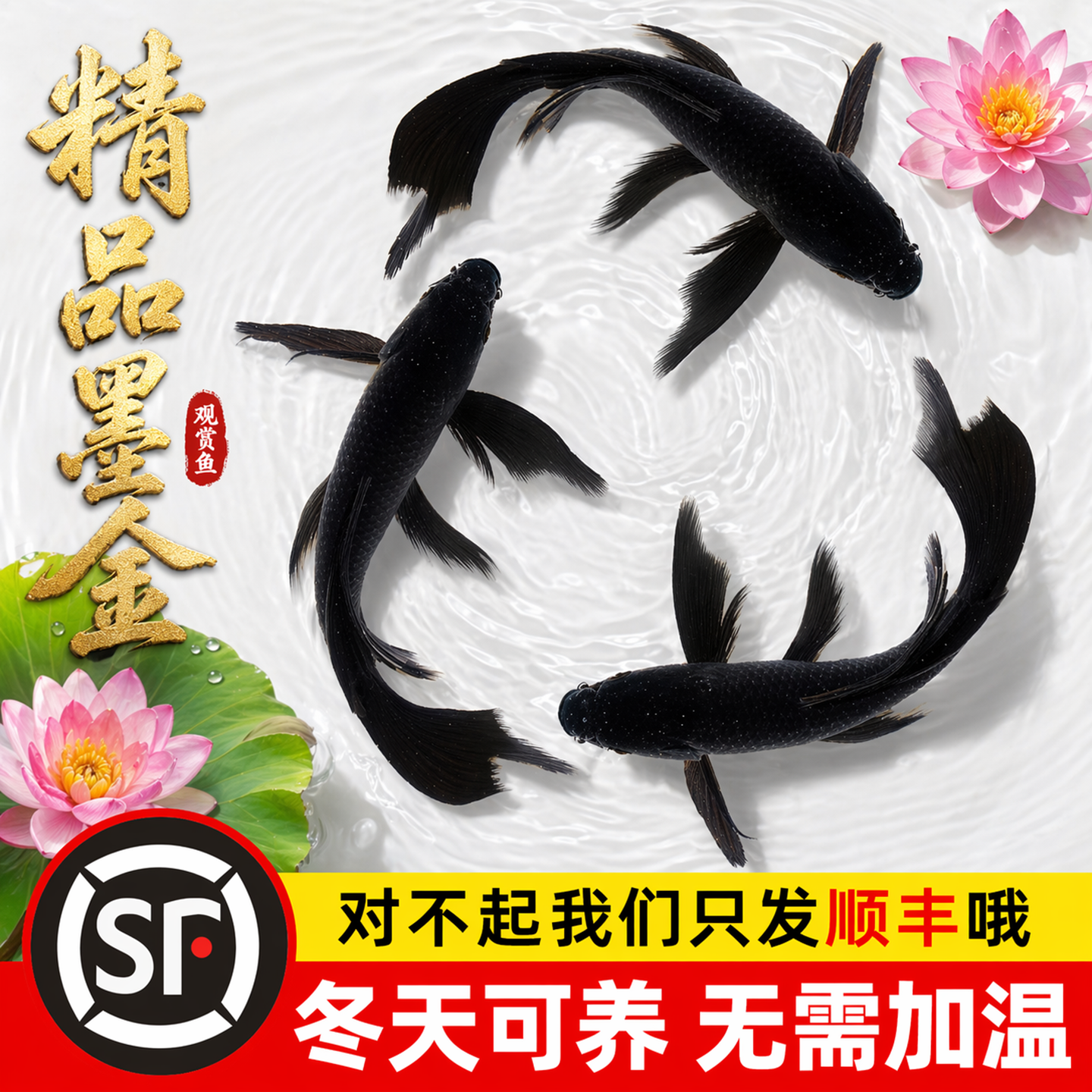 顺丰精品黑色锦鲤草金鱼冷水热带观赏活体鱼好养耐活自来水可养