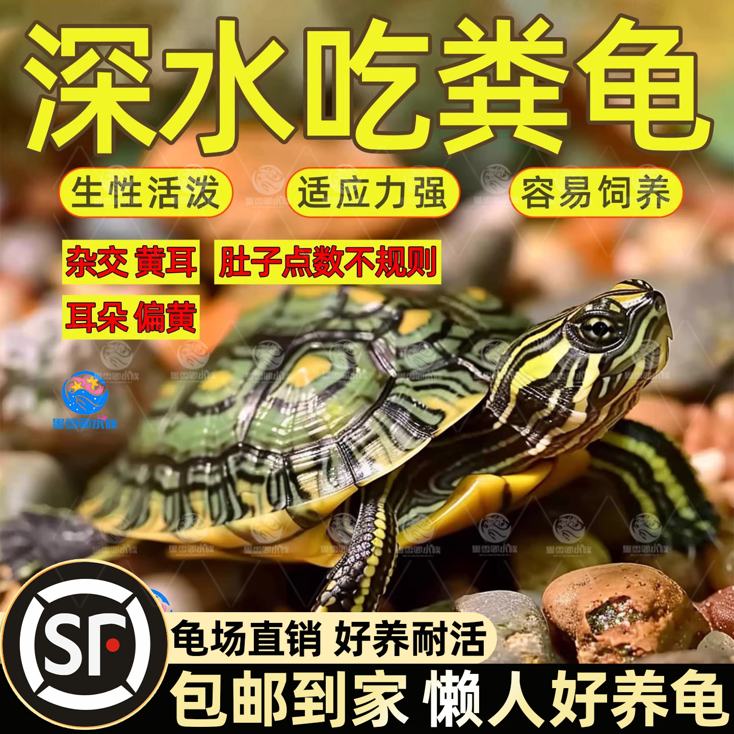 深水龟黄耳龟吃粪龟水龟鱼缸火焰乌龟活物黄头侧颈观赏宠物小乌龟