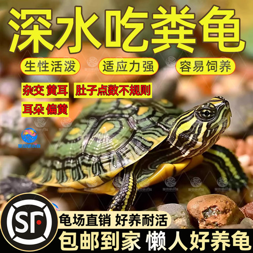 深水龟黄耳吃粪鱼缸火焰乌活物头