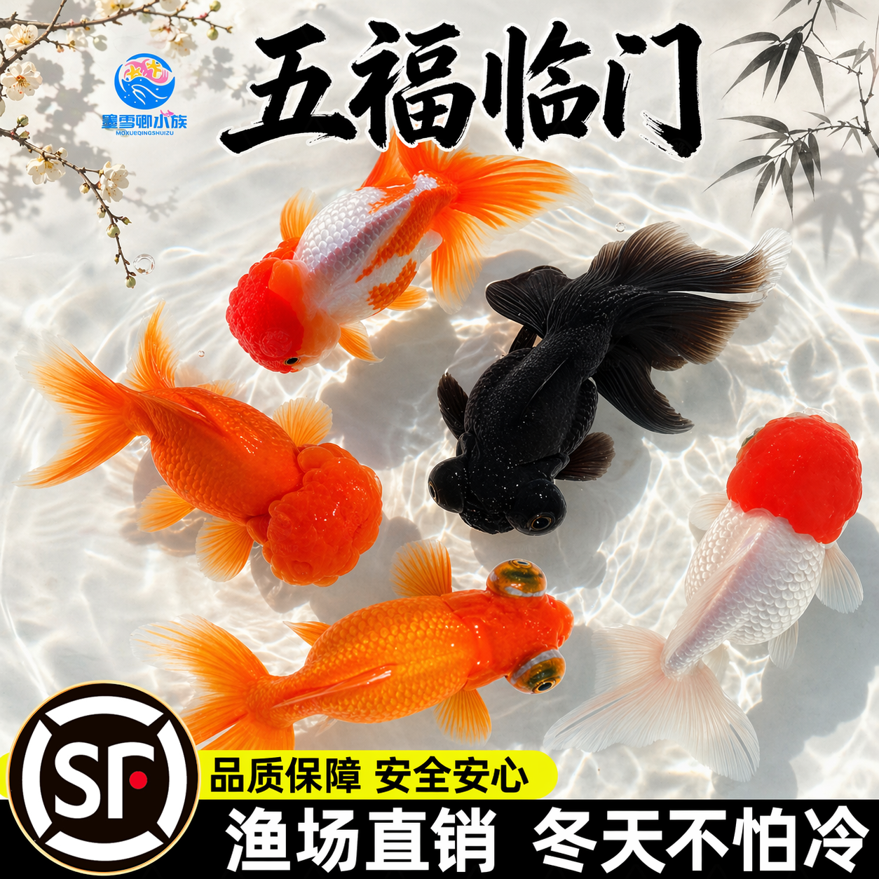 观赏鱼鸿运当头鹤顶红金鱼活体鱼苗冷水小鱼淡水好养国狮金鱼活鱼