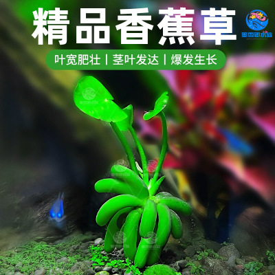 香蕉草水草鱼缸专用植物净化水质造景增氧免打理新手懒人养鱼绿植