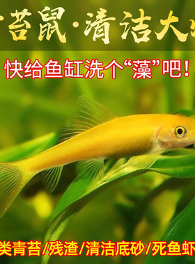 金苔鼠除藻清缸工具鱼吃青苔花斑金台鼠青苔鼠清洁底栖活体清道夫