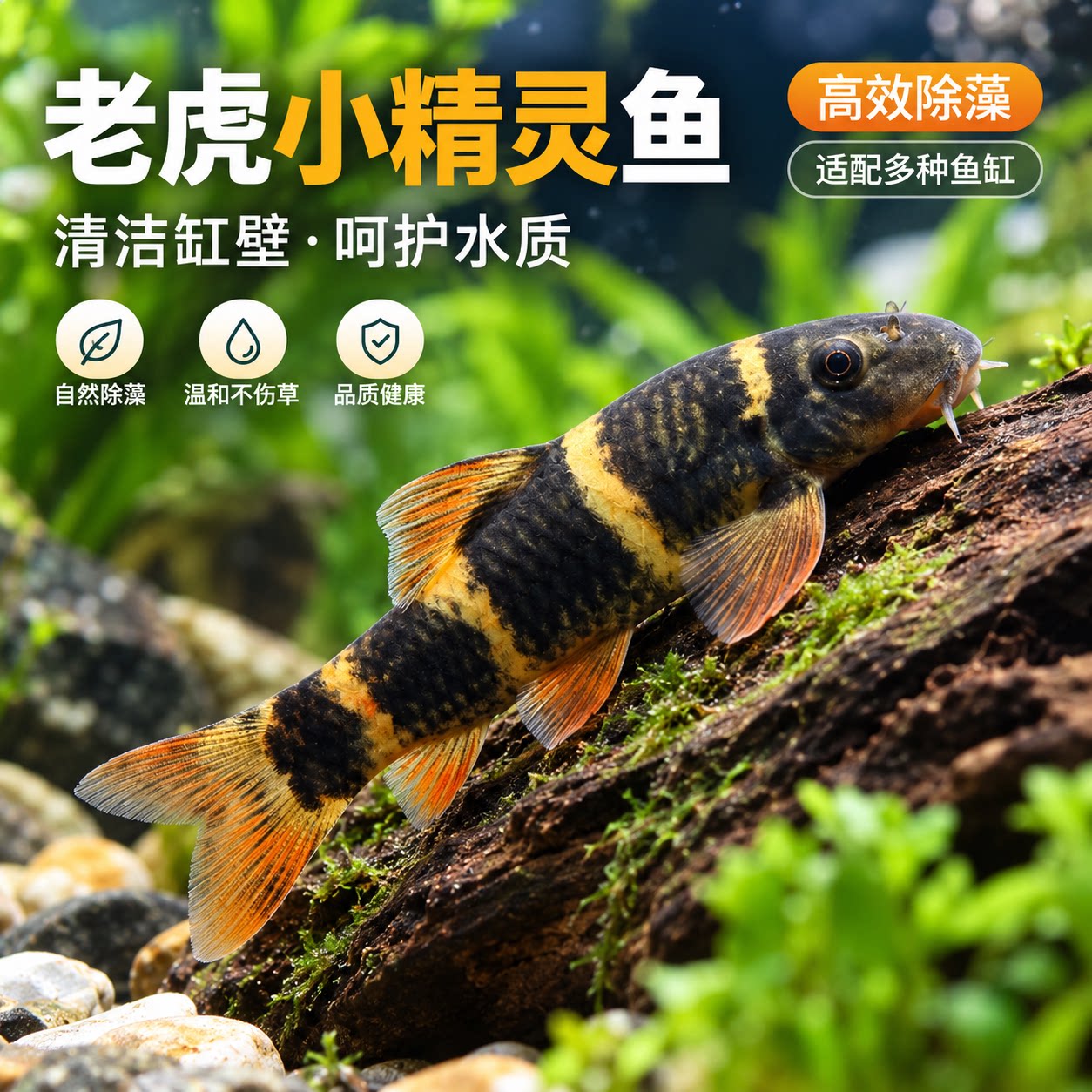 老虎小精灵鱼小精灵鱼除藻工具鱼草缸清道夫清洁鱼热带鱼好养新手图片