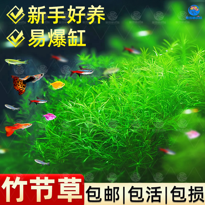 印度竹节草好养耐活水草植物孔雀鱼虾躲避中后景淡水增氧净化水质