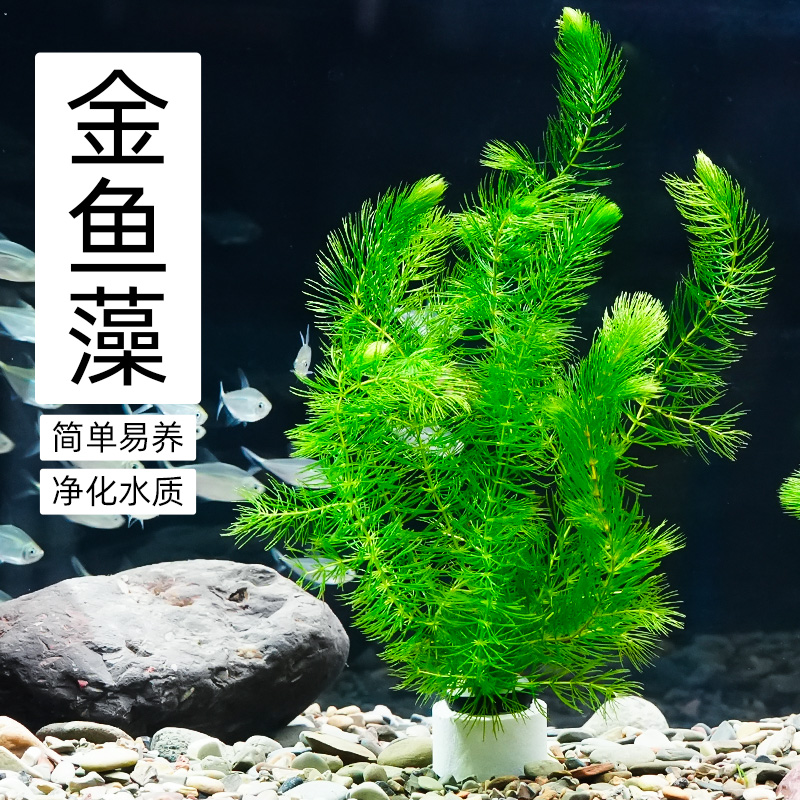 金鱼藻水草淡水水族箱鱼缸造景挂卵繁殖降低氨氮净化水质好养易活