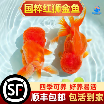 罕见小鱼耐活好养冷水鱼易活观赏鱼红狮金鱼国师鱼冷水鱼小金鱼活